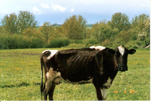 Rind im schlechten Zustand