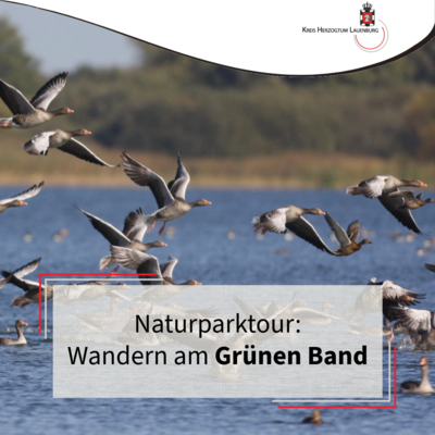 Vogelwelt gr�nes Band G�nse