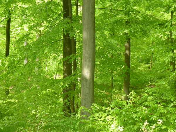 Naturnaher Waldbau - Buche