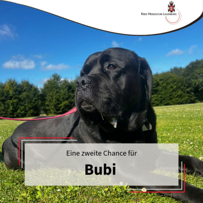 Bubi