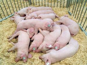 Schweinehaltung